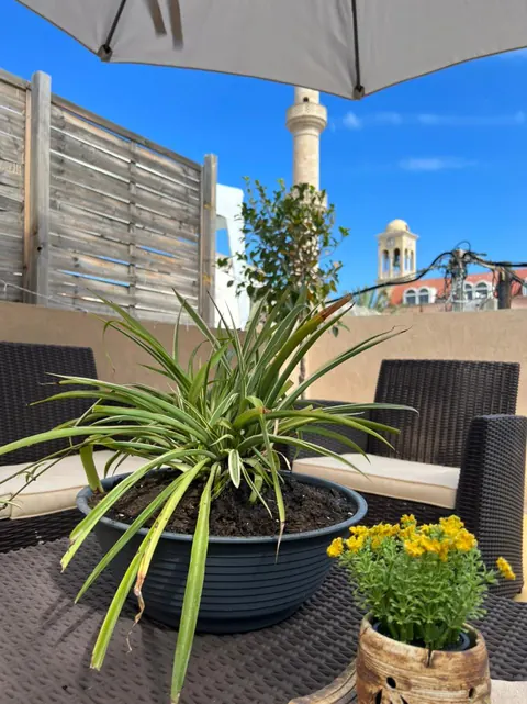 Terrazza: piante in primo piano, sullo sfondo minareto e campanile